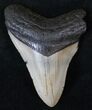 Bargain Megalodon Tooth - North Carolina #13812-1